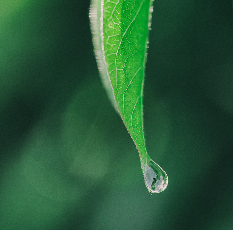sustainability-leaf